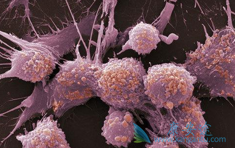 Pembrolizumab
