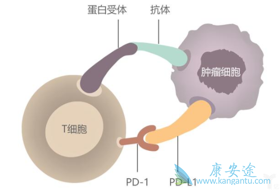 PD-1Ƽ