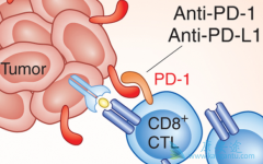 PD1(PD-1)������ΰ��������û����Ӹ����÷�������