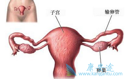 �ѳ���Ƥ������