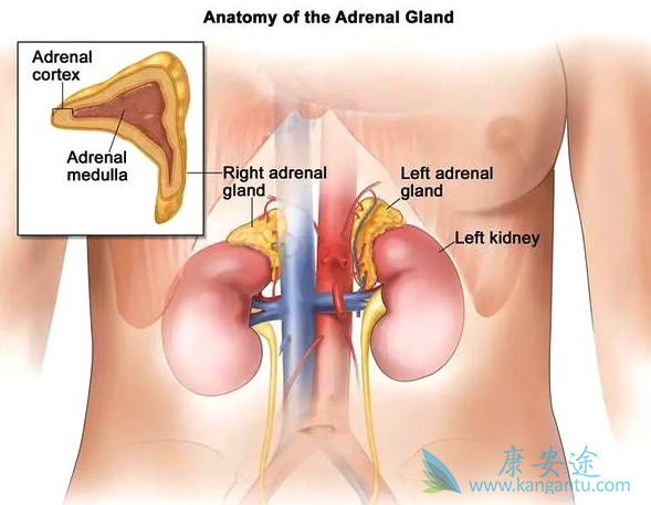 ������Ƥ�ʰ�