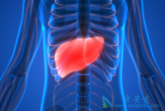 ��������(XL184)��PD-1��������ĸ����Ƹΰ�Ч���ã�