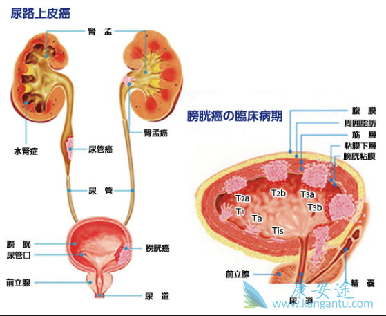 ������·��Ƥ��