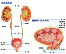 ������·��Ƥ��ʹ��CTLA-4��������PD-1���Ƽ�����Ч