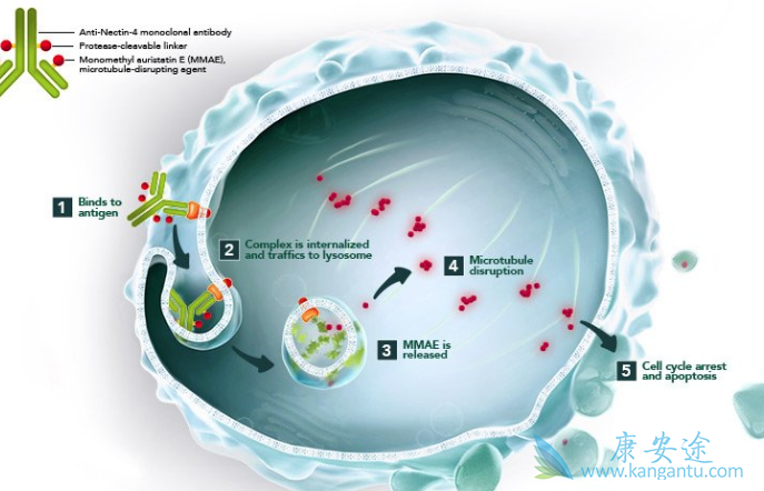 ����ҩ��ż����