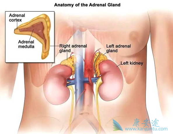 ������Ƥ�ʰ�