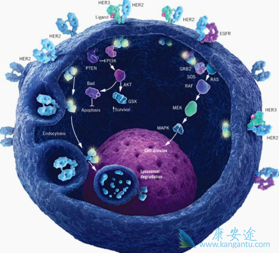 ��������ҩ��