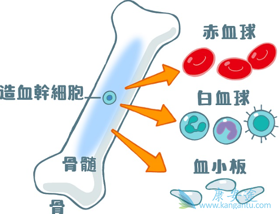 ��Ѫ����ԭ��