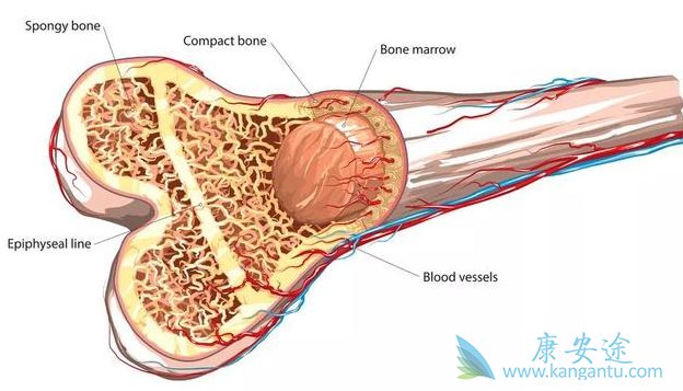 ������ֲ