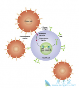 cart/car-tϸ���뿹her2ҩ�����Ͽ�����ʵ����