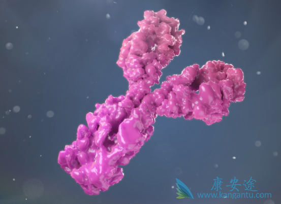 抗体偶联药物 抗体偶联药物