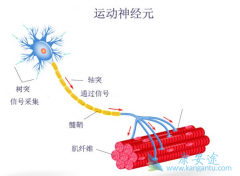 ŵ��������ע��Һ���Ƽ����Լ�ή��֢Ч����Σ�