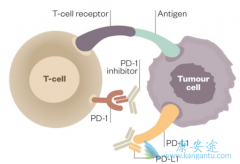 ��pd1�����ÿɿ������Ϸ��Ƽ��Խ����ЧԽ��