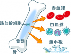 �Է�����ɰ�Ѫ����Ⱦ���Ƿ���Ŵ��أ�