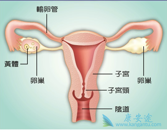 �ѳ���������