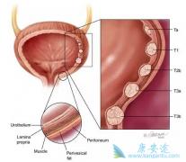 HER2����������·��Ƥ�����߿���ʹ����Щҩ�����ƣ�