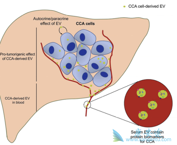 ���ڵ��ܰ�