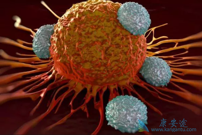 ��֢���ߵ���ʳ