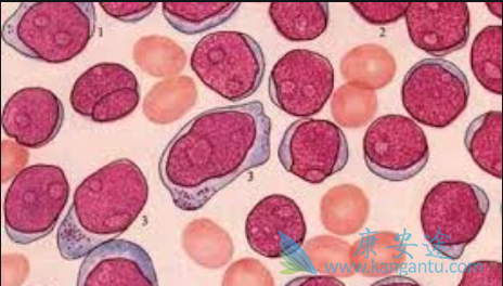 ����b�ܰ�ϸ����Ѫ��