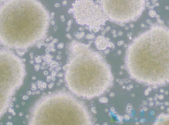 �ǻ�����ܰ����������г���