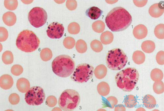 ������ϸ����Ѫ��