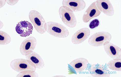 ������Ѫ��