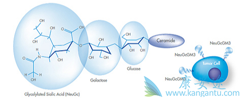 �Űͷΰ�����;��Сϸ���ΰ�