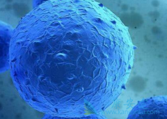 ������ϸ����Ѫ���İ��������ֶ���ʲô��