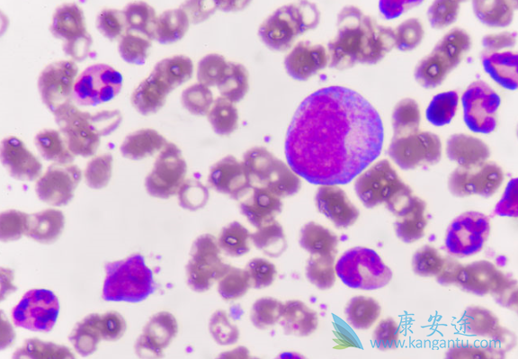 ������ϸ����Ѫ��