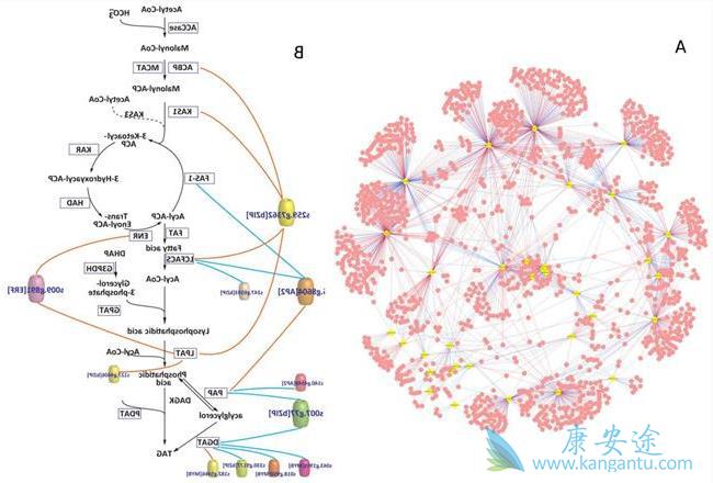 ϸ�����ӷ籩