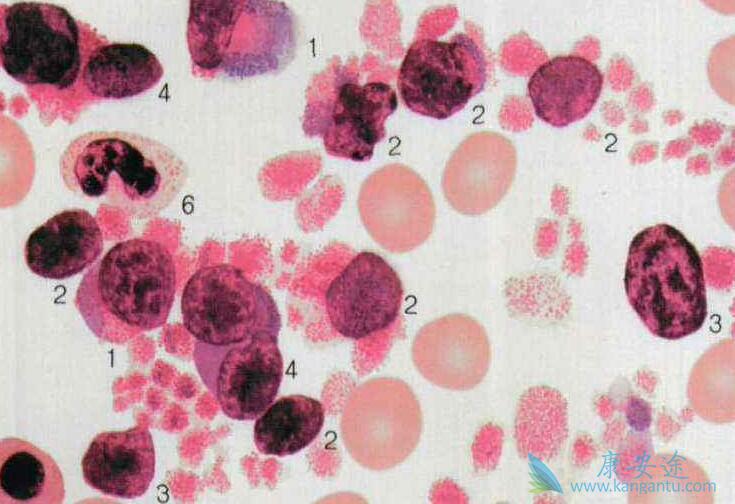 ������ϸ����Ѫ��