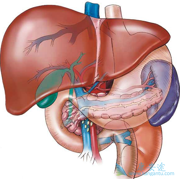 肝癌治疗;肿瘤 肝癌治疗;肿瘤