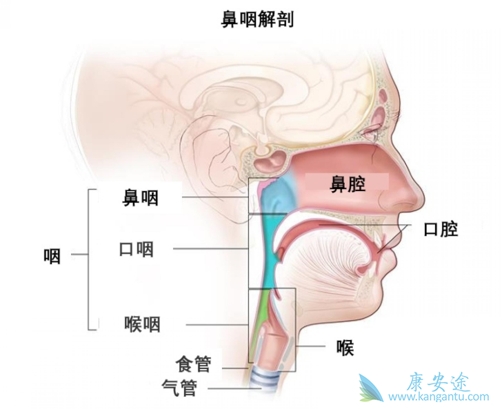 鼻咽癌;治疗鼻咽癌 鼻咽癌;治疗鼻咽癌