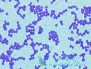 利奈唑胺 利奈唑胺