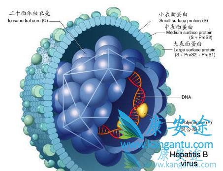 乙肝治疗 乙肝怎么办