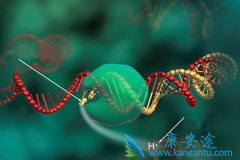 PD-1研究揭秘两步过程导致细胞永生化和癌症
